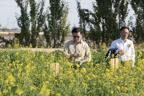 郭亮教授、周广生教授察看盐碱地饲料油菜种植情况