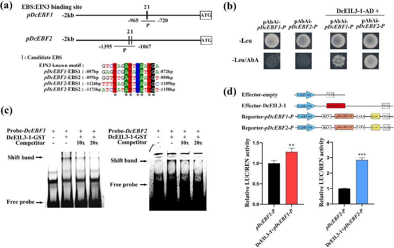 图3. DcEIL3-1能够结合并激活DcEBF1和DcEBF2的启动子