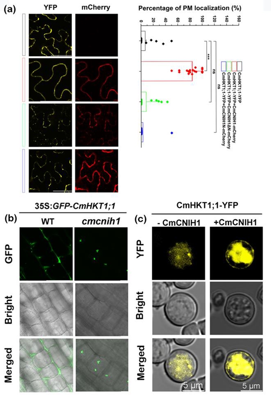 图2 CmCNIH1在烟草、南瓜根系及酵母中调控CmHKT1;1的质膜定位