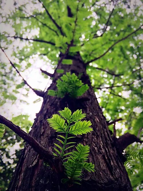 4图四 杉杉来迟