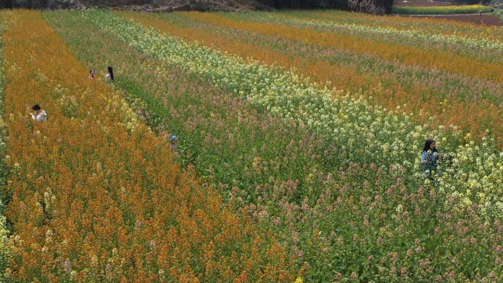 副本科技赋能“一条链” 油菜花开“三重金”(1).docx