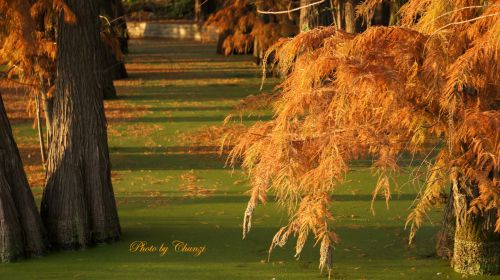 湖边茂密的杉树