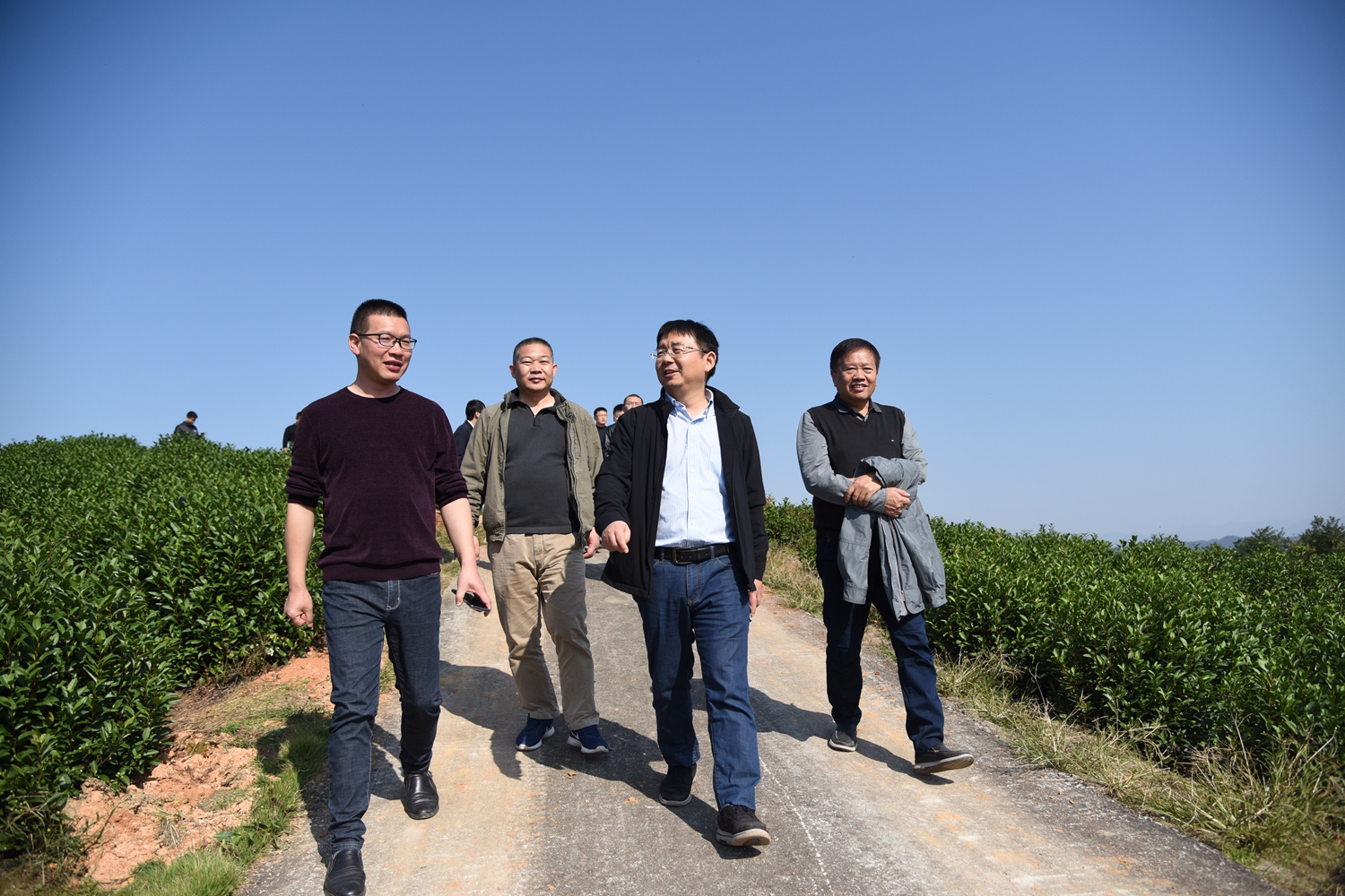 青山镇白茶基地(通讯员 舒常庆 摄)