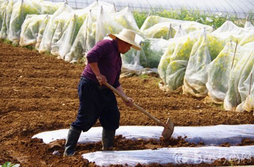梁喻 花卉基地里劳作的工人翻起春的希望