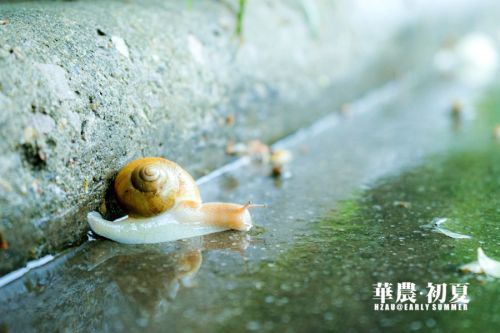 11.然而当雨后水汽氤氲,湿漉漉的台阶上,细心的你是否发现正有蜗牛安然自怡