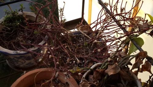 3月24日早上，这只斑鸠也不见了。曾经热闹温馨的一隅突然变得空空荡荡，只在我心中留下淡淡的惆怅