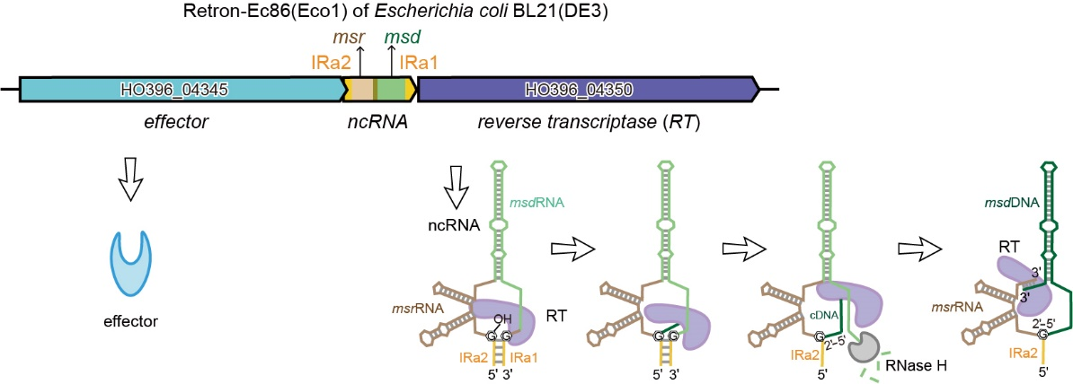图1.以 Retron-Ec86 为例的retron msDNA 合成过程示意图