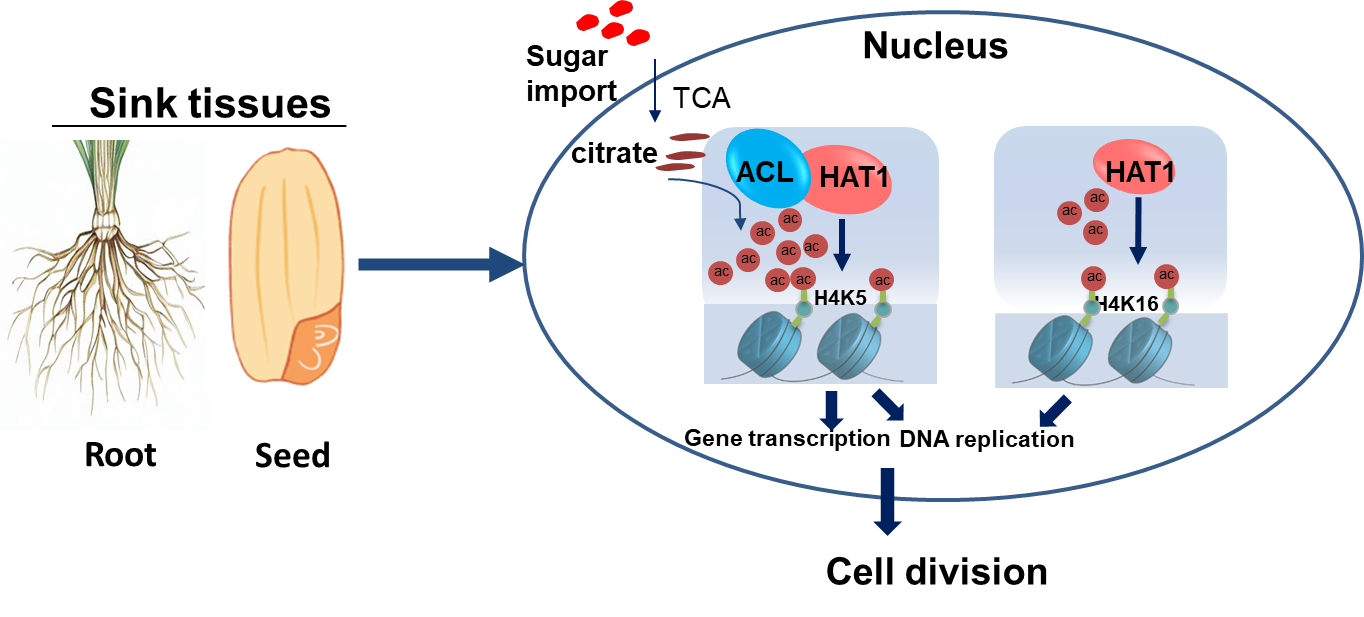 图1. 水稻细胞分裂过程中组蛋白乙酰化修饰的调控机制