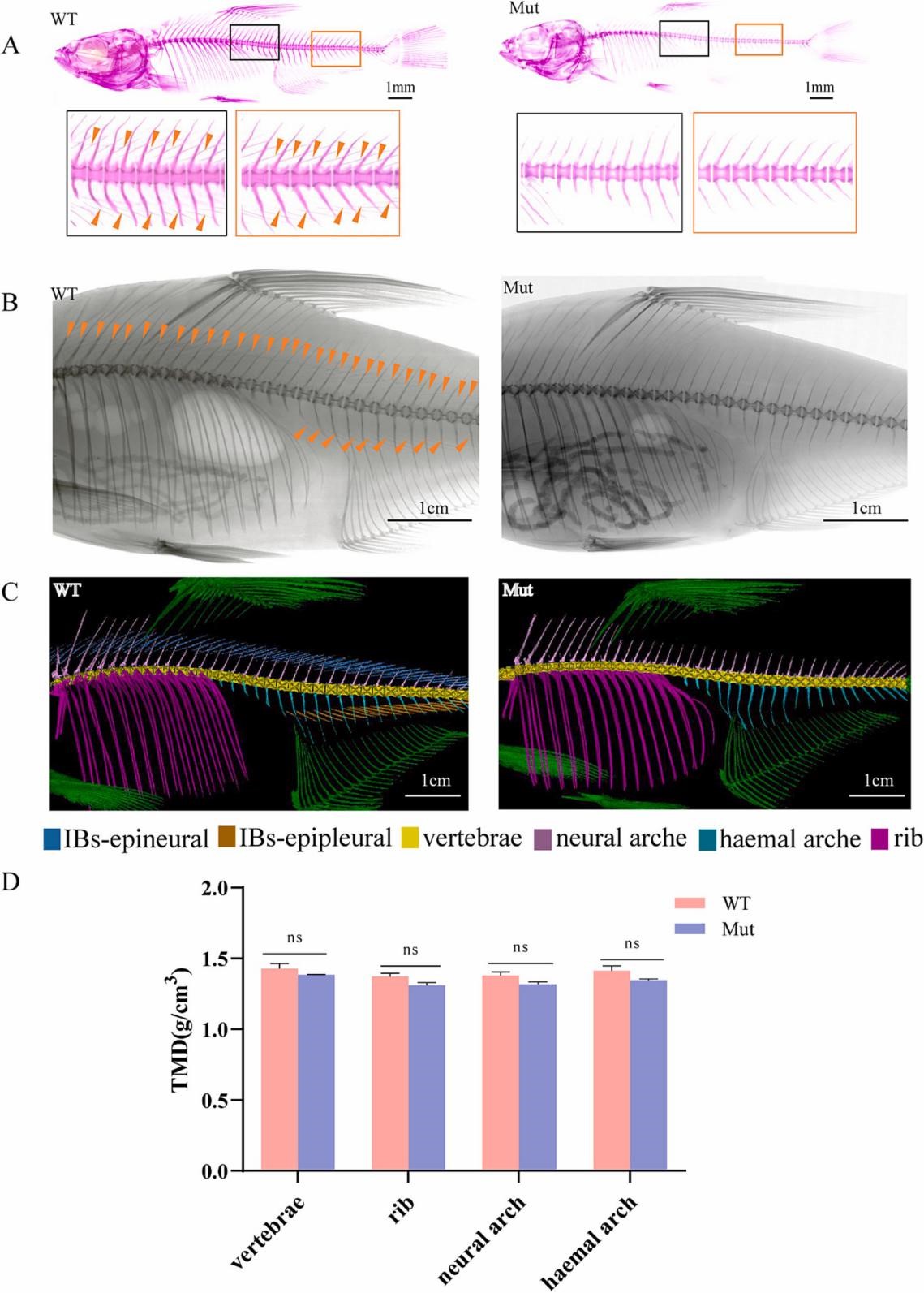 图2. 团头鲂野生型和runx2b突变体的表型。A, 45dpf 茜素红骨骼染色结果图；B, 120dpf X射线扫描结果图；C, 120dpf micro-CT扫描结果图；D, 四种不同骨骼元素的组织矿物质密度（TMD）值。