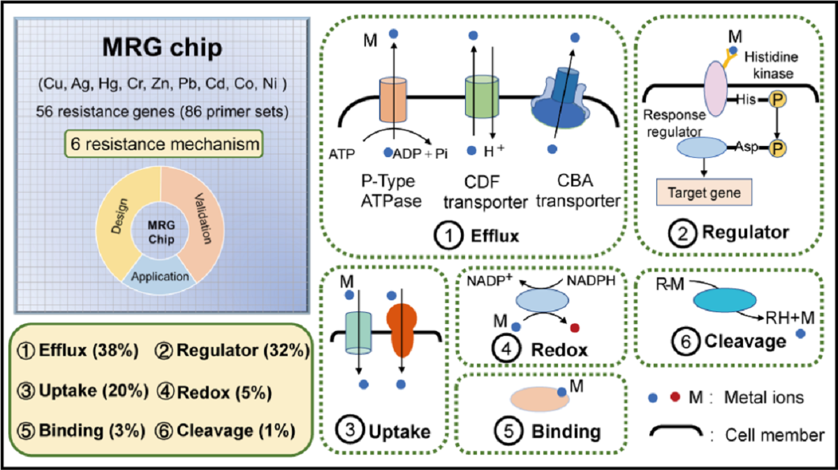 重金属抗性基因芯片示意图