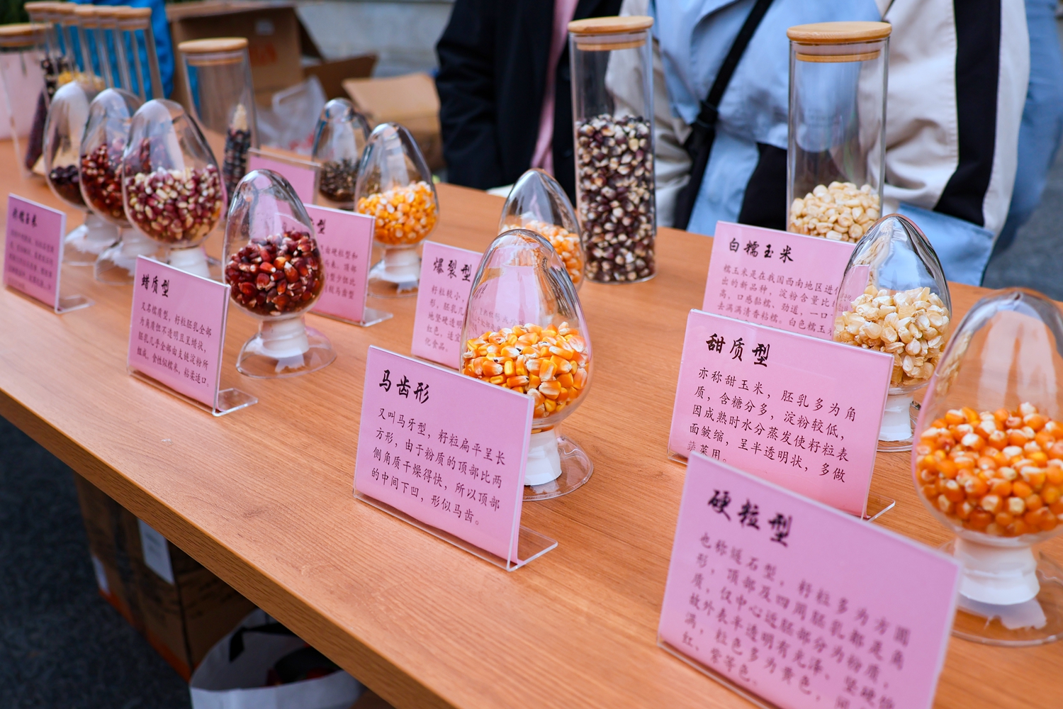 各类玉米产物(学通社记者 周红桃 摄)