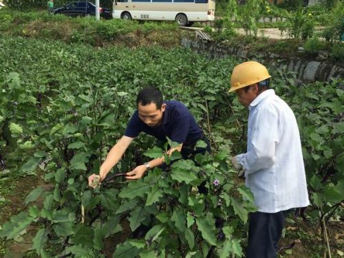 调整大小 王小平教授指导高山茄子虫害防治