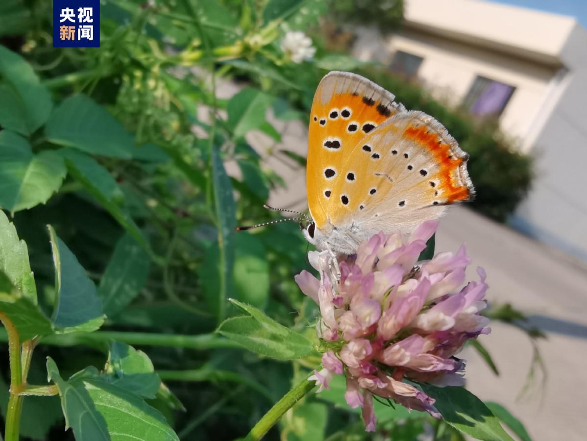 A butterfly on the China Species Red List was observed recently at Donghu Lake in Wuhan, Hubei province.（3）