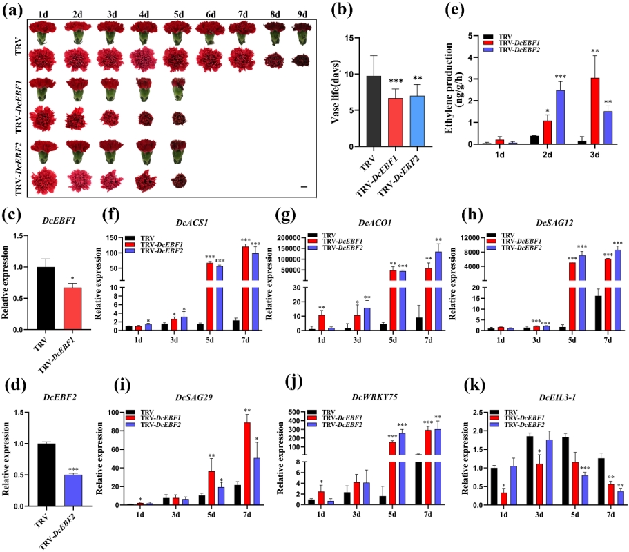 图1. 沉默DcEBF1和DcEBF2能够明显加速康乃馨花瓣的衰老进程
