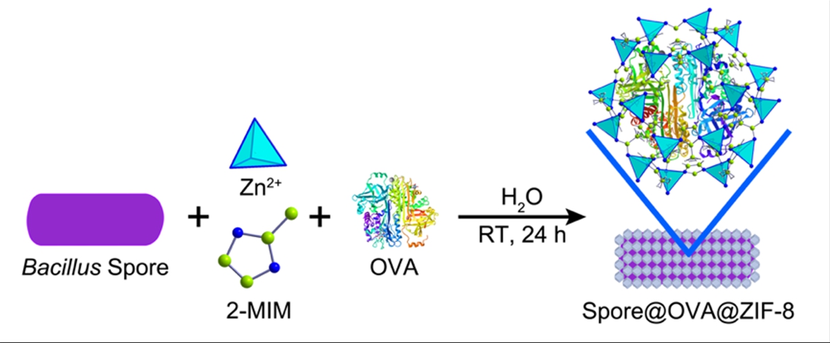 芽胞、锌离子、2-甲基咪唑、OVA仿生矿化组装芽胞@OVA@ZIF-8复合微球 (2)