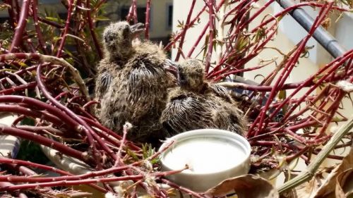 3月12日，小斑鸠向着房顶上的大斑鸠张望。那是一杯牛奶，后来觉得不适合它们，就拿走了。